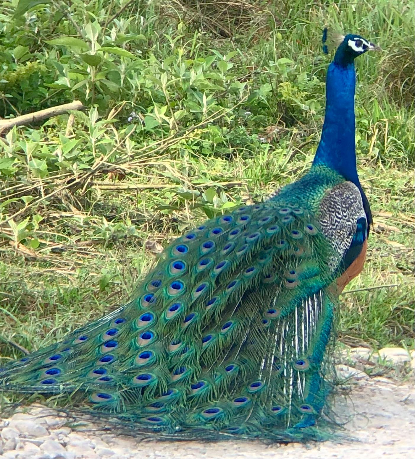 Colorful bird